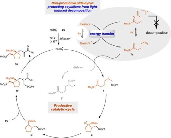 戚孝天/沈曉/吳驪珠Nature子刊：非產(chǎn)能轉(zhuǎn)移光催化作用下烯烴系鏈酰基硅烷和烯丙基砜的級(jí)聯(lián)環(huán)化反應(yīng)