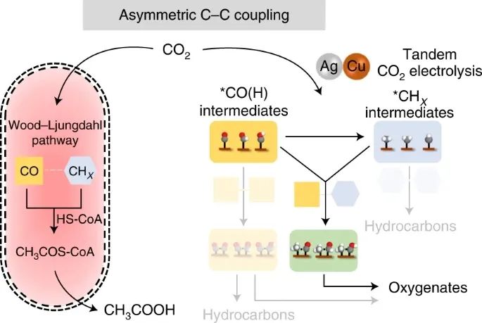 楊培東，最新Nature Catalysis！