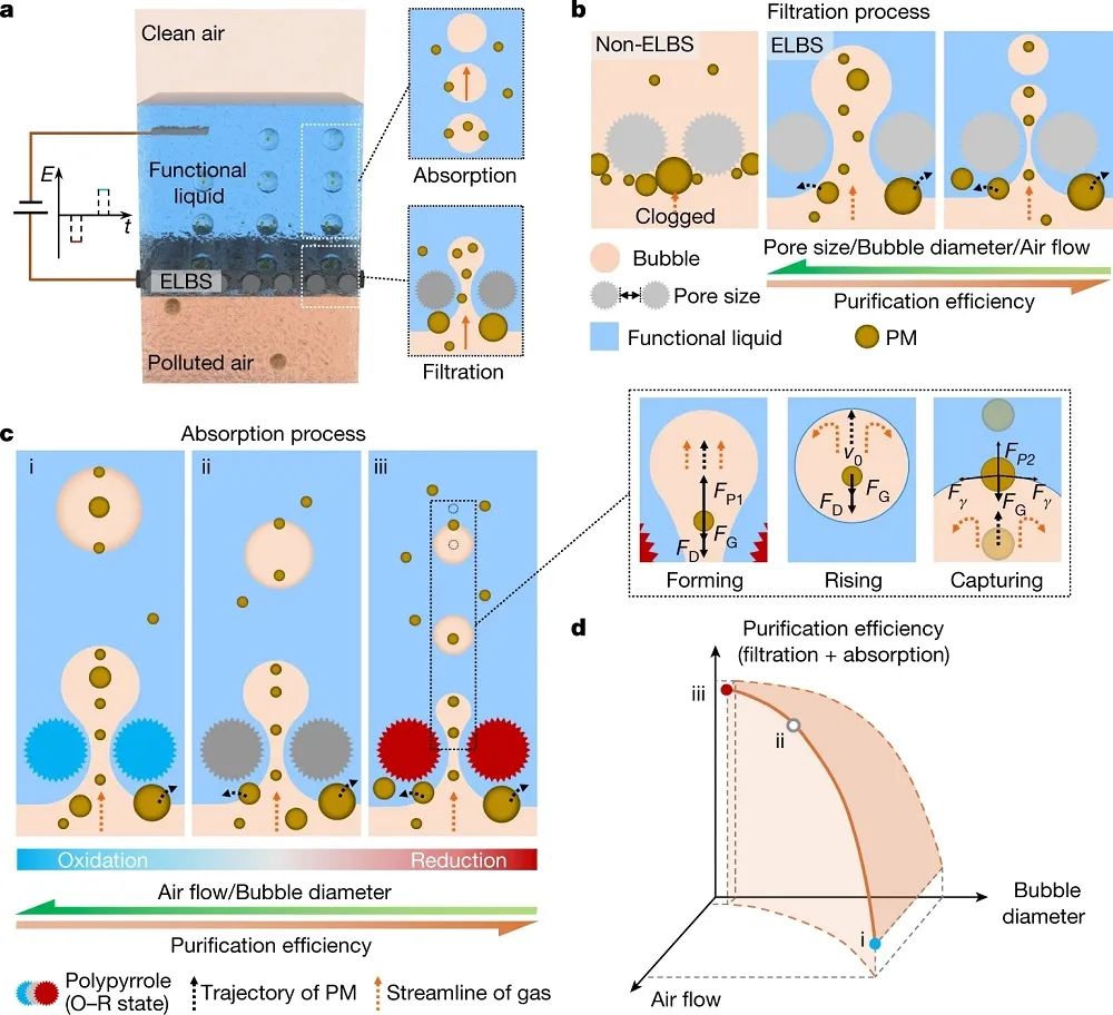 廈門大學，最新Nature！
