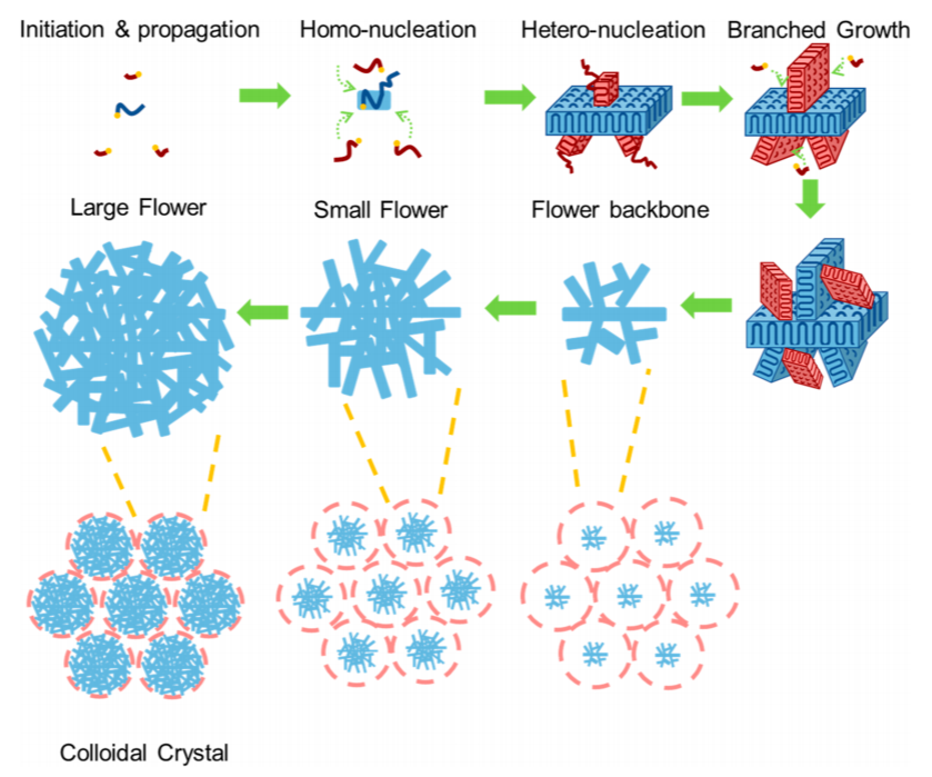 鮑哲南教授，最新JACS！