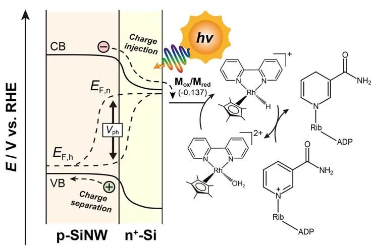 楊培東院士團隊，最新JACS！