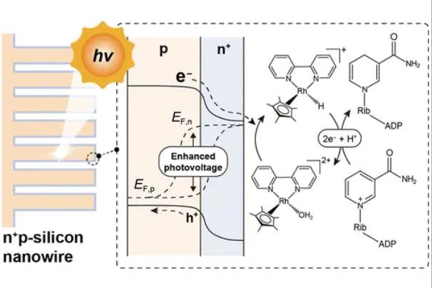 楊培東院士團隊，最新JACS！
