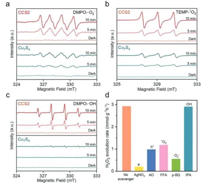 ?喬世璋/冉景潤AFM：等離激元能量上轉換立大功，有效強化Cu7S4/MxSy Janus原子結多功能光催化