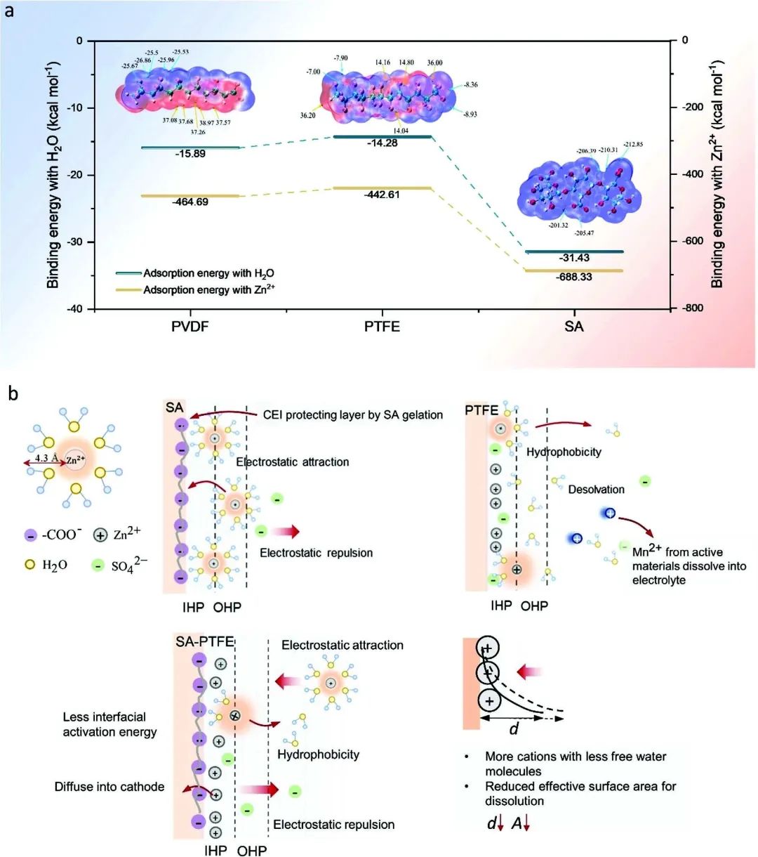 ?倫敦大學(xué)Adv. Sci.：粘合劑工程改性CEI實(shí)現(xiàn)高性能水系鋅離子電池