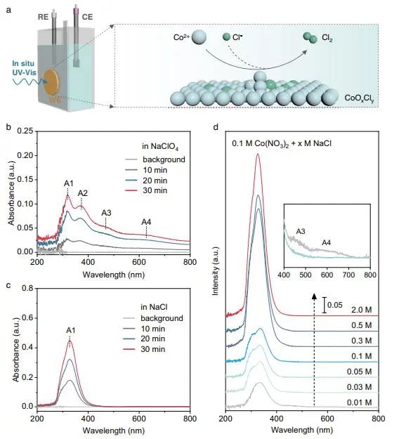 催化頂刊集錦：Nature子刊、Angew.、EES、AFM、ACS Nano等成果