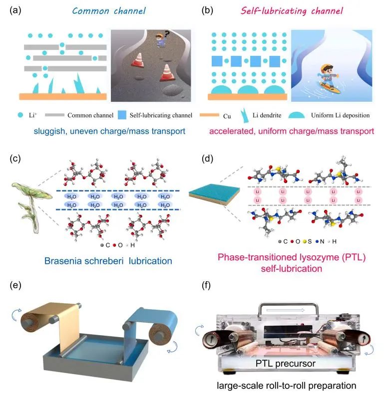丁書江/楊鵬EnSM：用于無負極鋰金屬電池的具有加速動力學的超薄超輕自潤滑層