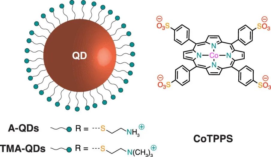 JACS：TON>80000！光敏感QD在水中光還原CO2