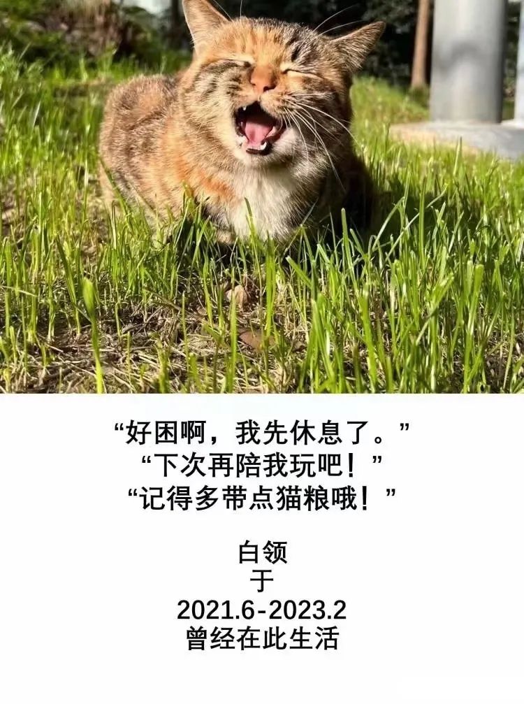 網曝！知名高校一學生殘忍虐殺校貓，上千名師生聯合上書要求嚴懲兇手，學校回應！