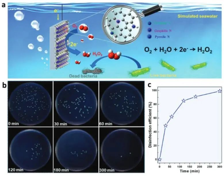 侯保榮/段繼周/張瑞永Adv. Sci.：調節N-Cx中的氮形態，實現模擬海水中高效合成H2O2