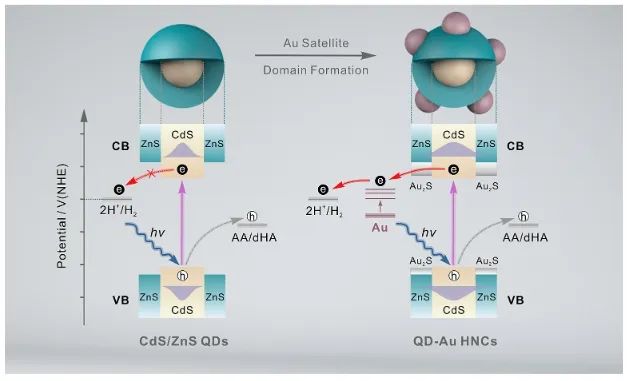 陳歐課題組JACS：Au晶疇修飾CdS/ZnS核/殼量子點，顯著增強光催化析氫活性
