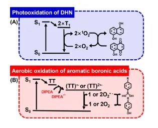 李希友/劉和元/陳文淼ACS Catalysis：單線態裂分產生單線態氧和超氧自由基，顯著促進光氧化反應