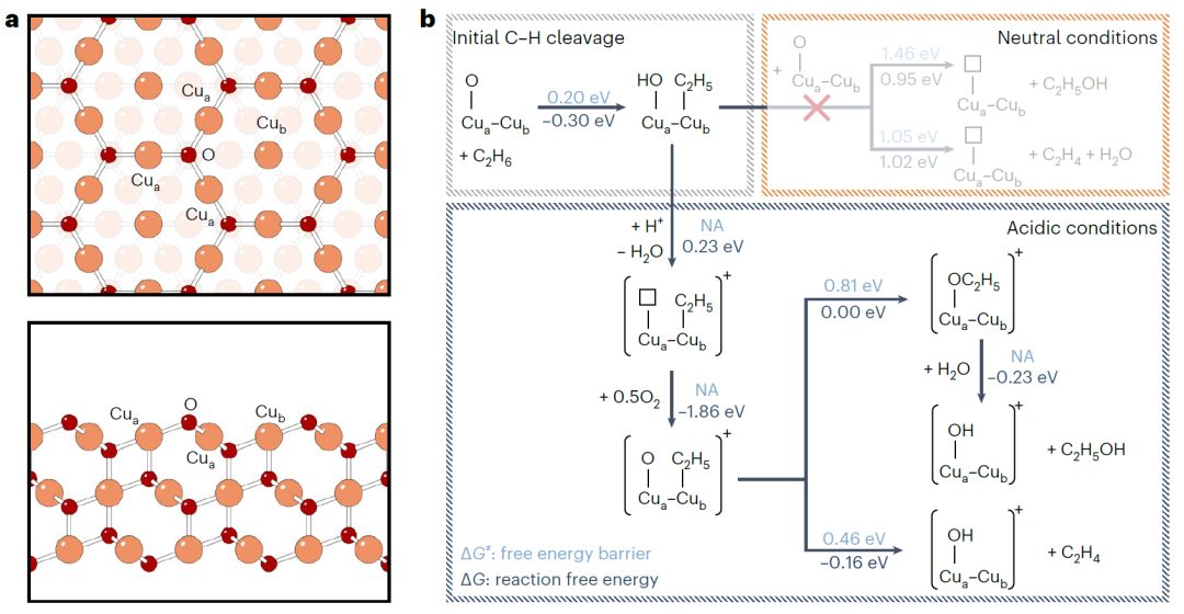 【計算+實驗】重磅Nature Catalysis，破解催化領域的Dream Reaction！