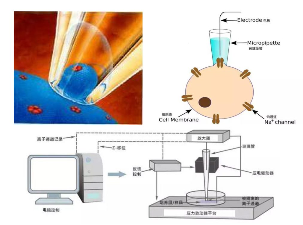 判斷對象是否變心？Science和Nature子刊技術，徐老師6年磨一劍！