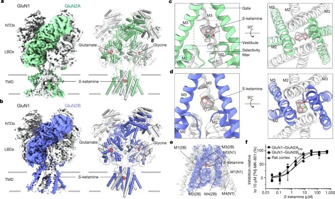 中科院上海藥物研究所2021年第5篇Nature：冷凍電鏡再登頂刊！