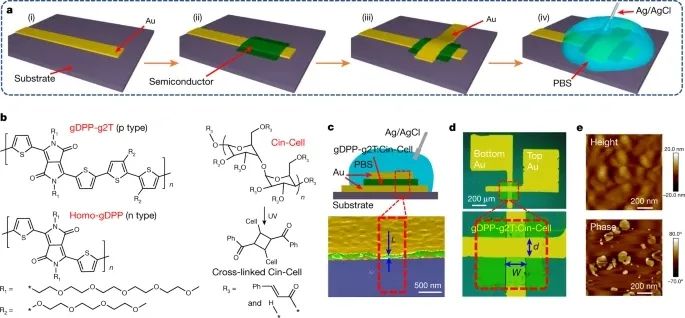 電子科技大學(xué)，2023年首篇Nature！