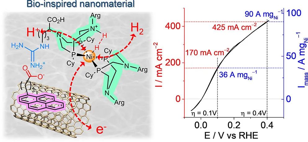 JACS：創紀錄電流密度！生物激發的分子催化材料助力HOR