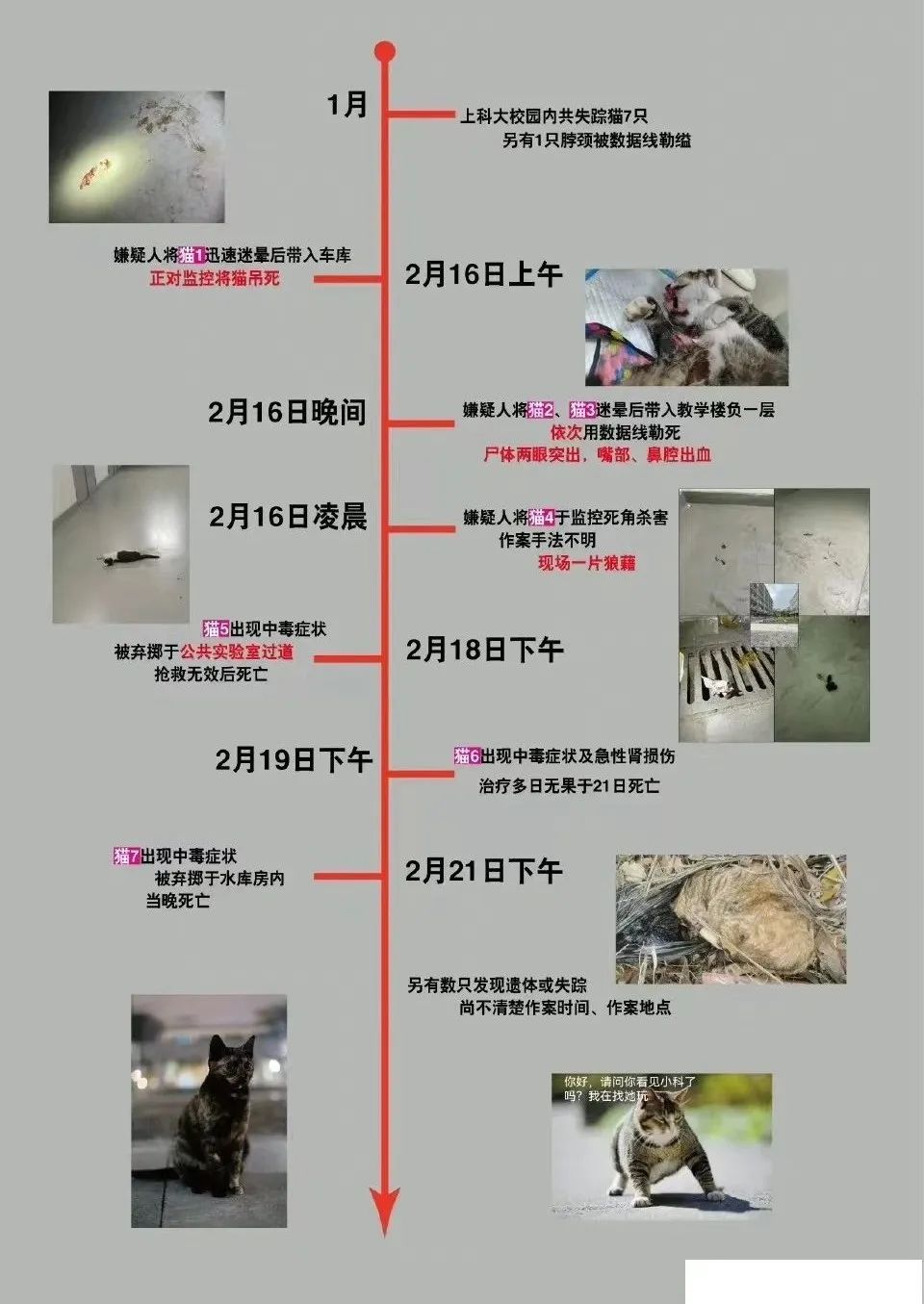 網曝！知名高校一學生殘忍虐殺校貓，上千名師生聯合上書要求嚴懲兇手，學校回應！