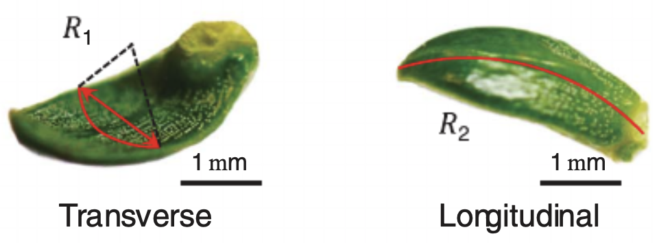 一片葉子引發的Science