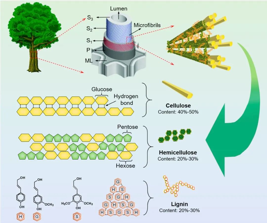 “木頭大王”胡良兵的2021年，他用木頭發(fā)了Nature、Science！