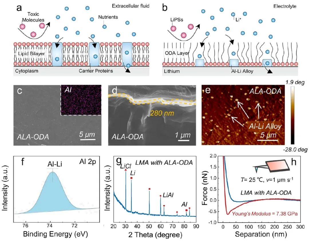 電池頂刊集錦：EES、Adv. Sci.、Angew、AEM、AFM、ACS Nano、Nano Energy等成果！
