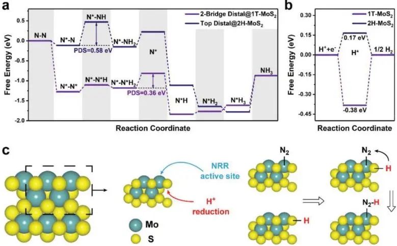 中南劉芳洋、王德志、吳壯志Adv. Sci.：角度新奇，活性位點分離策略闡明1T-MoS2上NRR機制