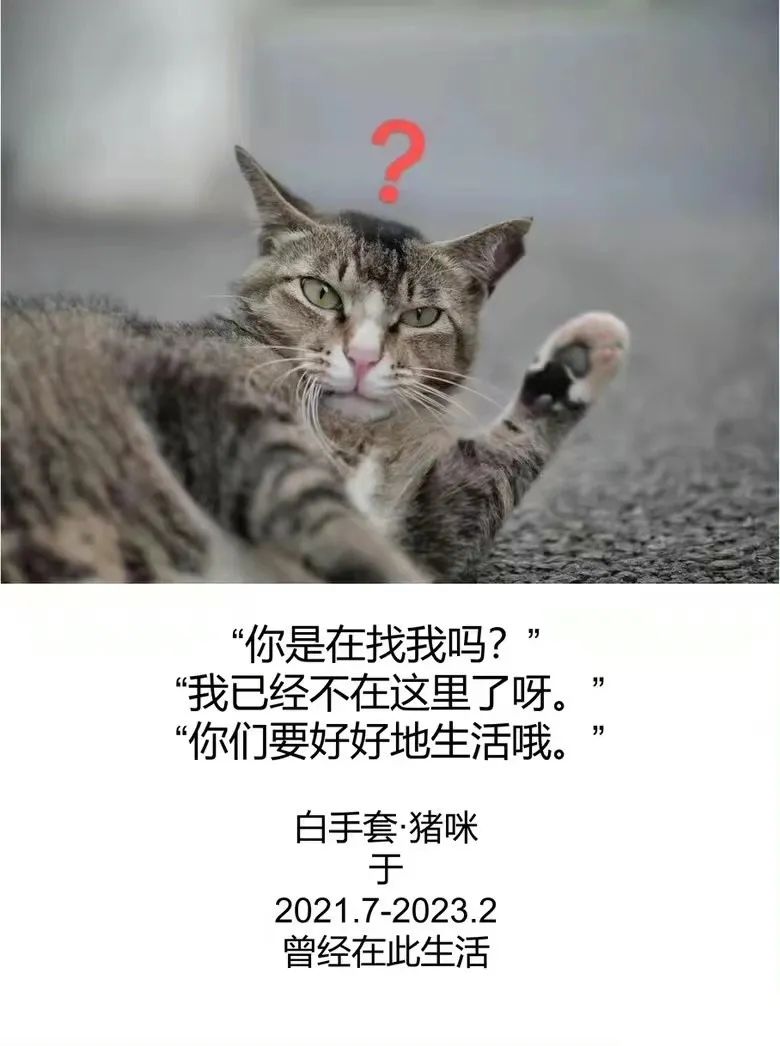 網曝！知名高校一學生殘忍虐殺校貓，上千名師生聯合上書要求嚴懲兇手，學校回應！