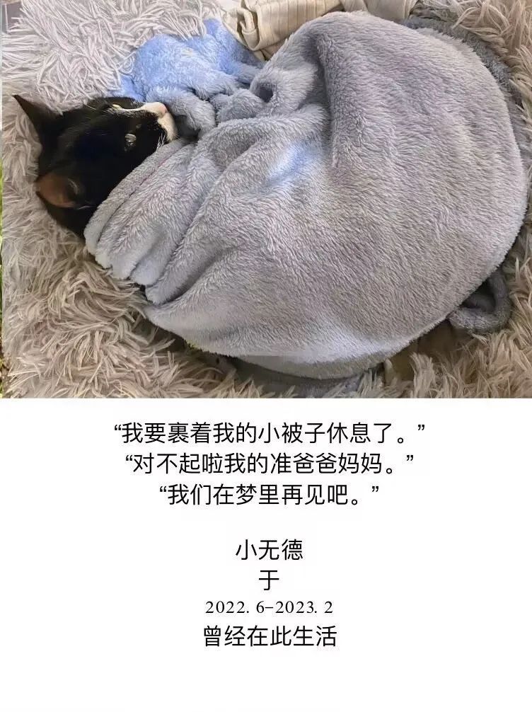 網曝！知名高校一學生殘忍虐殺校貓，上千名師生聯合上書要求嚴懲兇手，學校回應！