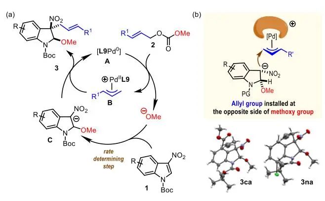 游書力Angew.：Pd催化3-硝基吲哚與碳酸烯丙酯的脫芳甲氧基烯丙基化反應