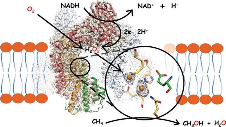 JACS：微粒甲烷單氧酶低溫電鏡結構中的銅中心揭示了甲烷氧化的催化機制