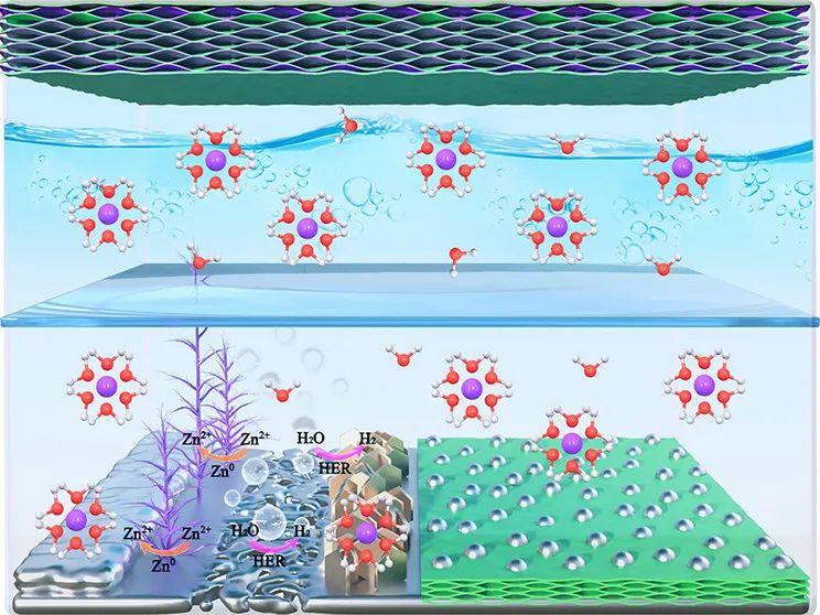 山大馮金奎ACS Nano: 摻硫3D MXene/ZnS異質結作為無枝晶鋅離子電池保護層