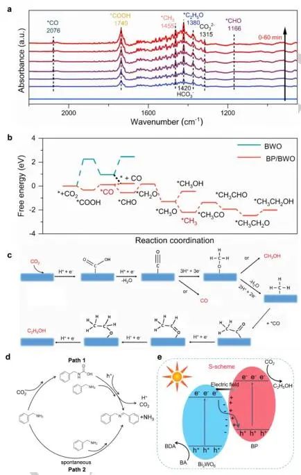 山東大學Angew.：近100%選擇性！BP/BWO S-型異質結助力苯胺氧化和CO2光轉化
