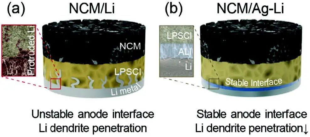 Adv. Sci.：原位形成Ag-Li金屬間化合物層使全固態鋰電池穩定循環