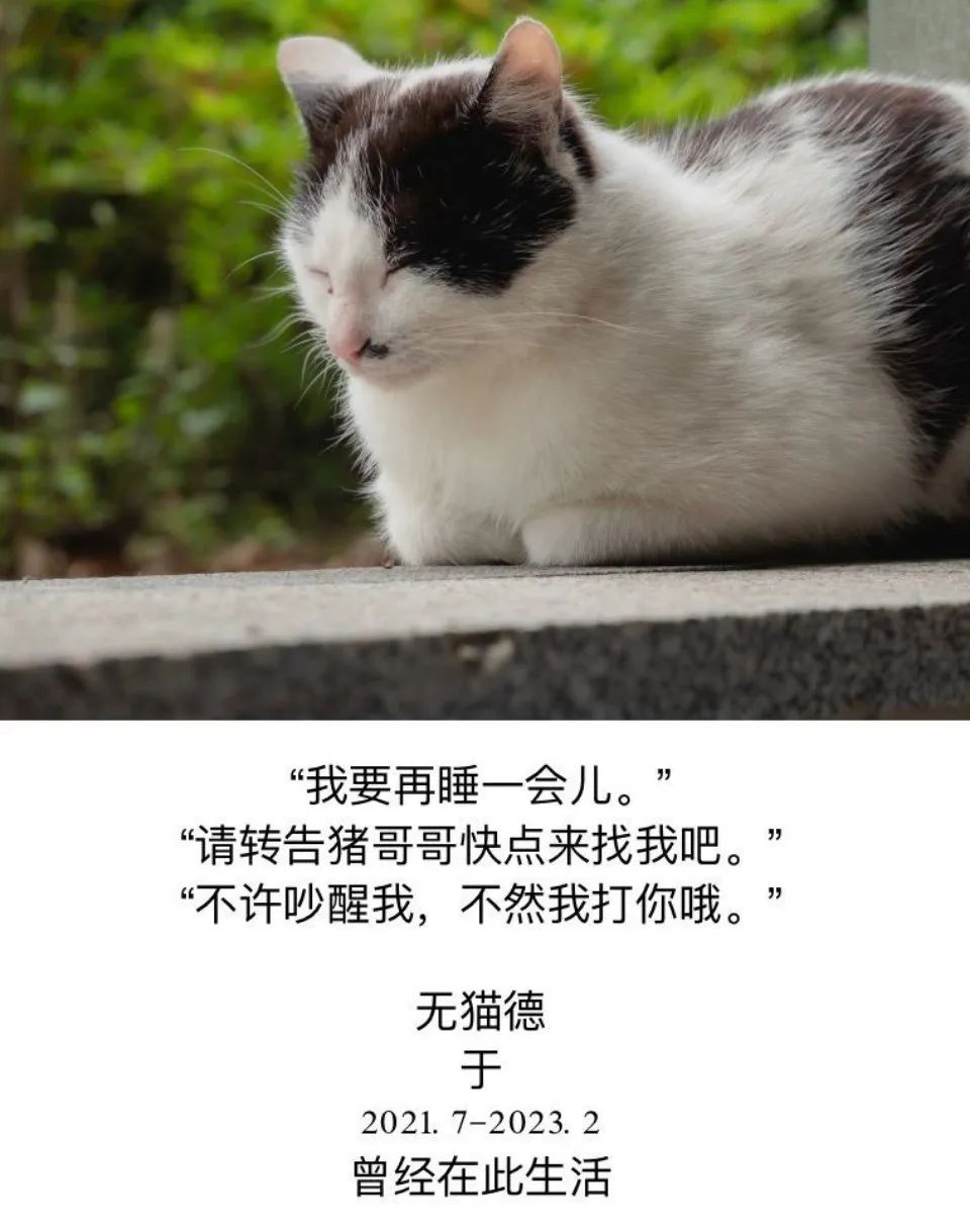 網曝！知名高校一學生殘忍虐殺校貓，上千名師生聯合上書要求嚴懲兇手，學校回應！