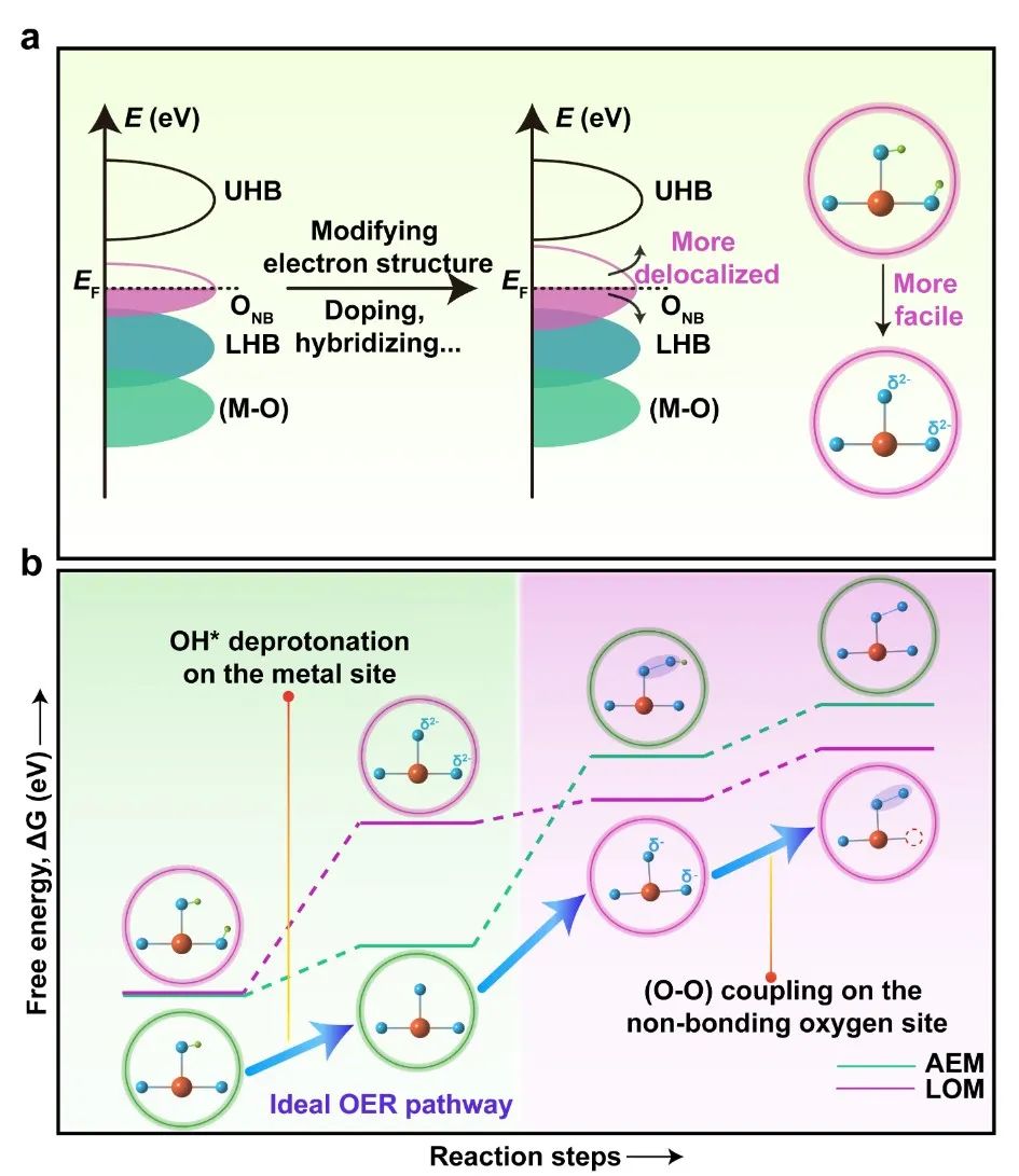 Advanced Materials：氧作為活性中心在電解水產氧中的催化機理