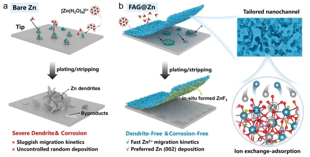 ?KAUST/江大ACS Nano：通過增強離子傳輸動力學和調節Zn(002)沉積實現高度可逆的Zn負極