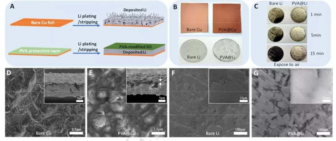王東海教授課題組Nano Energy：聚乙烯醇界面保護(hù)，助力高穩(wěn)定性鋰金屬負(fù)極