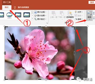 從一篇Science文章，告訴你怎么對數據圖進行排版（PPT拼圖篇）