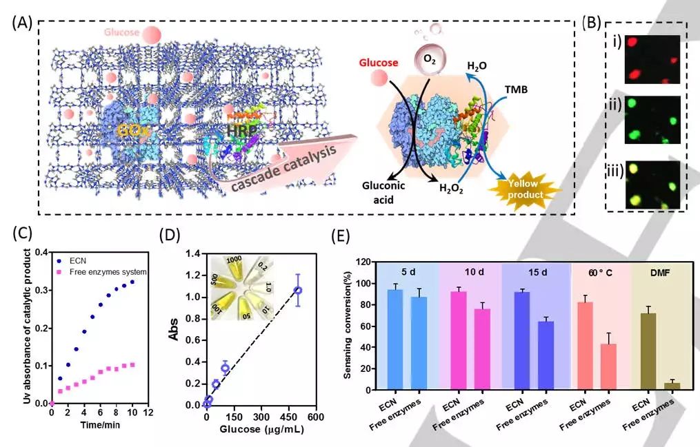 中山大學Angew. 玩轉MOFs，快速高效封裝酶和蛋白質