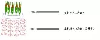 【制圖干貨】從細節入手，頂刊paper中的箭頭怎么畫？