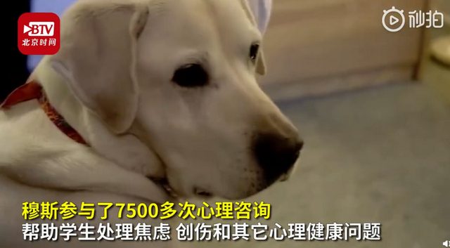 狗狗獲博士學位，貓貓擁有 SCI..