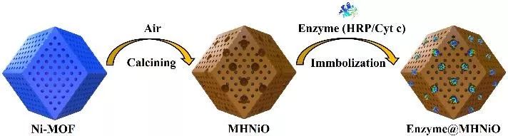 【動態】陜師大蔣育澄教授課題組：基于MOFs設計構筑多級孔NiO制備高效、穩定的納米酶反應器