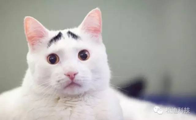 What？！論文被退稿，因為圖像分辨率太高！