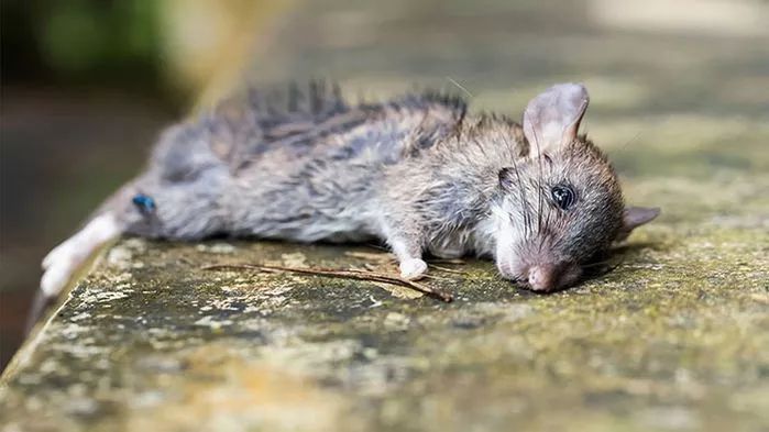 鞋帶怎么系才不不容易松？帶你一起看Science十年來有趣的科學故事！?