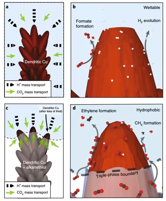 Nature Materials：來自大自然的啟示，構建高效CO2RR界面