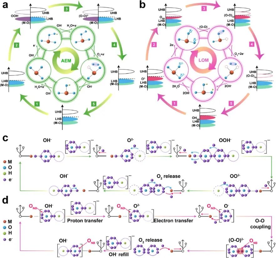 Advanced Materials：氧作為活性中心在電解水產氧中的催化機理