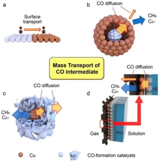 南科大顧均ACS Catalysis: 剖幽析微：基于CO中間體的傳質(zhì)設(shè)計(jì)用于CO2電還原的Cu基串聯(lián)催化劑