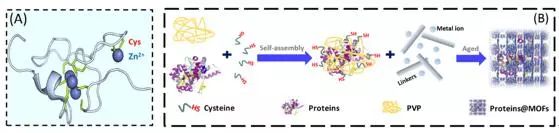 中山大學Angew. 玩轉MOFs，快速高效封裝酶和蛋白質