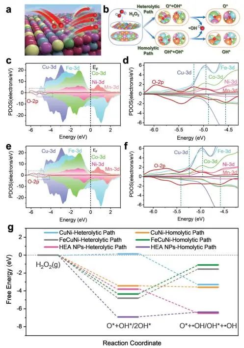 Advanced Science：首次報道！MnFeCoNiCu HEA NPs優異類POD活性