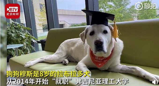 狗狗獲博士學位，貓貓擁有 SCI..
