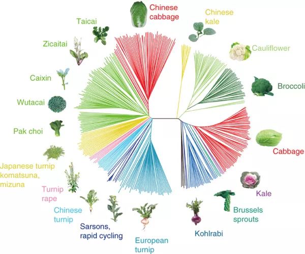 Nature/Science的圖“逼格”那么高，是有科學(xué)道理的！